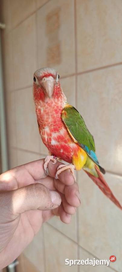 Papugi rudosterki ręcznie karmione Tychy