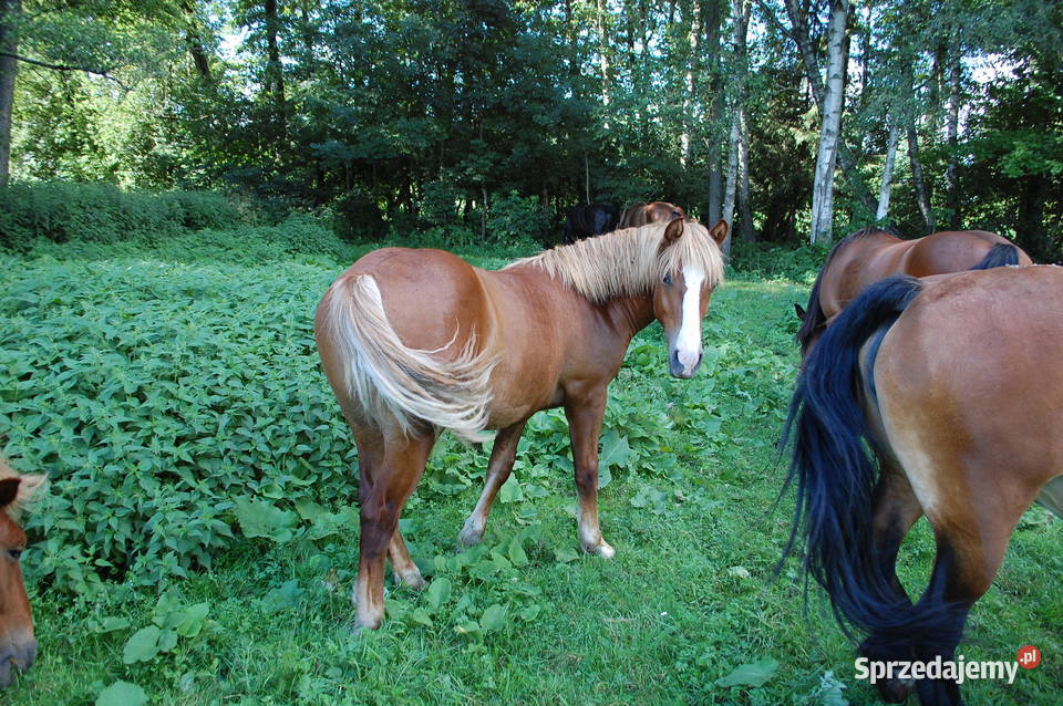 Ogierek pod siodlo do rekreacji Giby