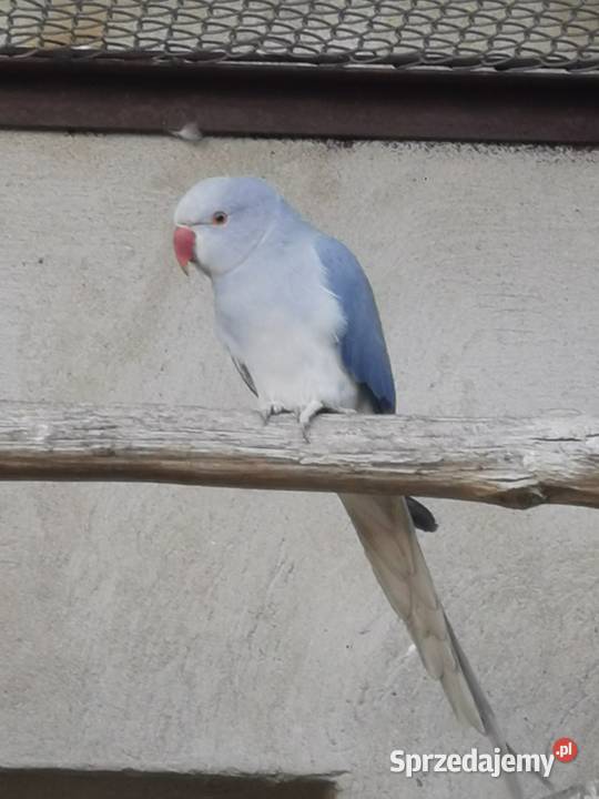 Aleksandretty obrożne Rypin