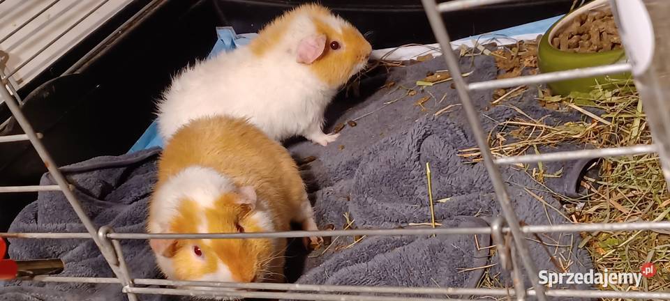 100 KLATKA 6 KILO VERSELE LAGA DOMEK POLAR Poznań