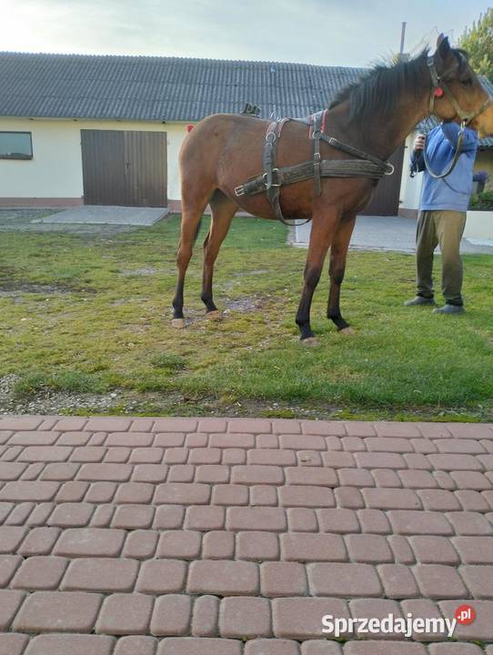 Klacz małopolska Bychawa