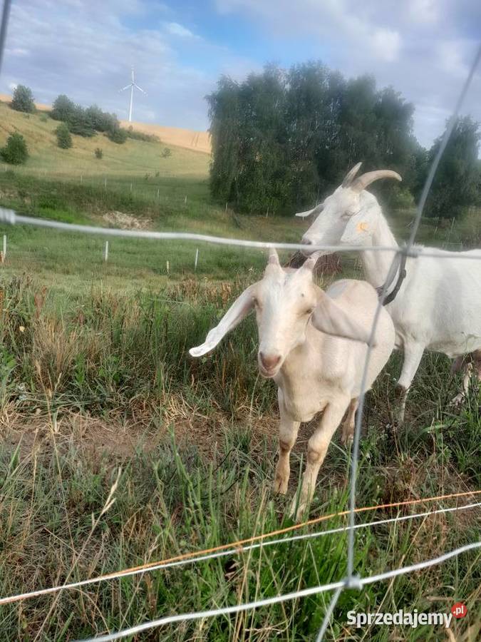 Kozy z mlekiem Kozioł mlode kózki Dojarka Żnin sprzedam