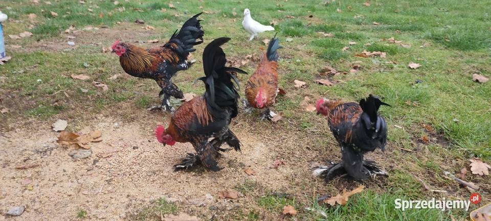 Jajka lęgowe karzełka liliput Tokarówka sprzedam