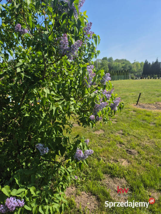 Grunt 2000m2 Gostyń Wojciecha Drzymały śląskie sprzedam