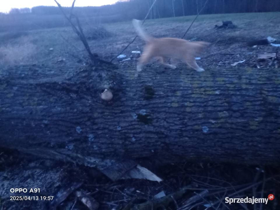 Sprzedam topolę podlaskie Szypliszki