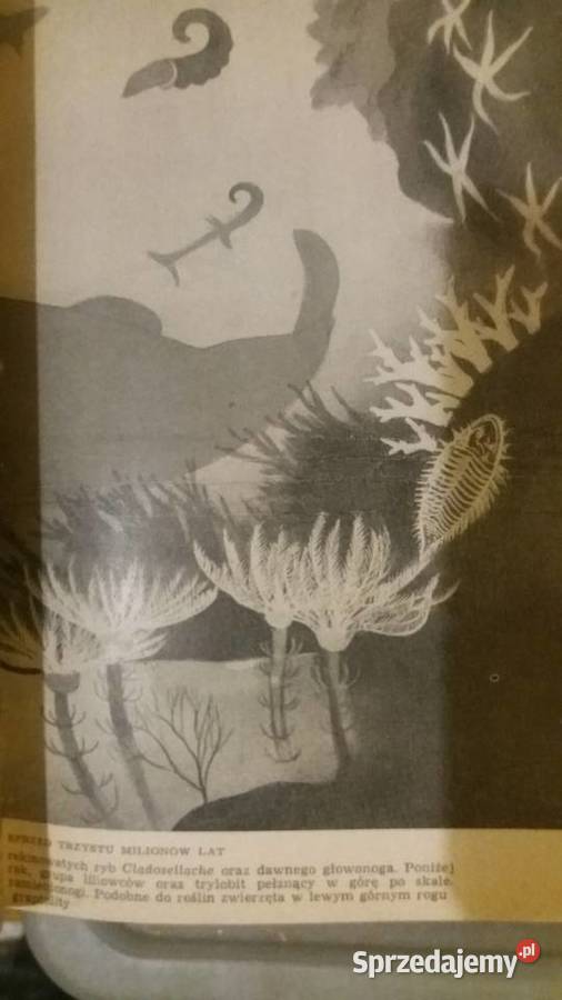 Drugi żywioł Carrington piękne książki dziecięce Warszawa sprzedam