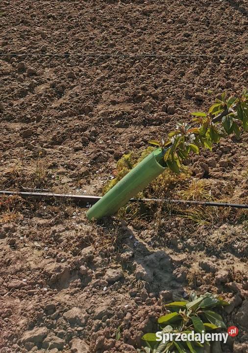 Osłonka owijka na drzewka Pozostałe Dwikozy