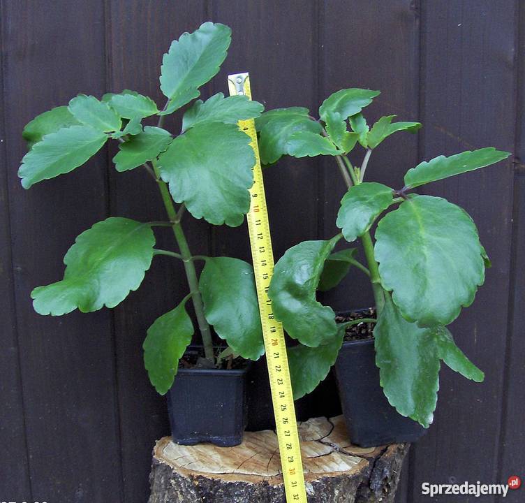 Żyworódka PINNATA kalanchoe PRAWDZIWA lecznicza Skawina
