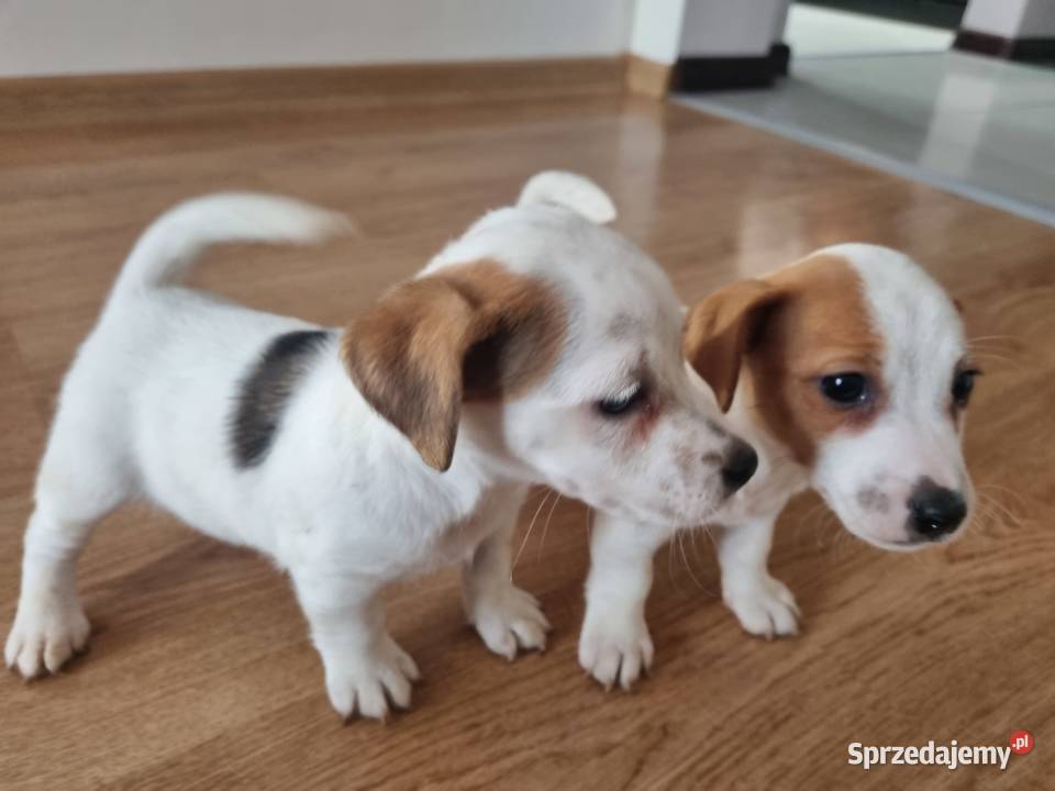 ŚLICZNE SUNIE Jack Russell Terrier Stary Broniszew