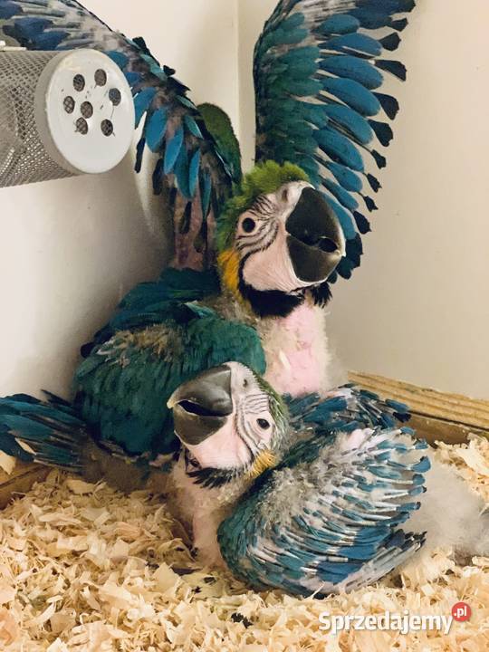 Papuga Ara Ararauna Pupile Zwierzęta śląskie Rybnik