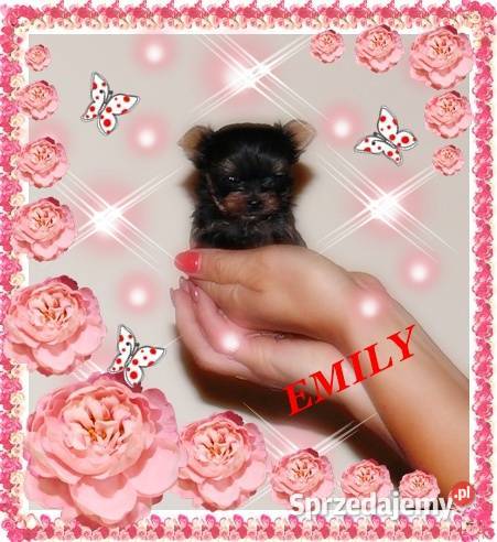 York yorkshire terrier MINI MICRO CUDEŃKA Kraków sprzedam