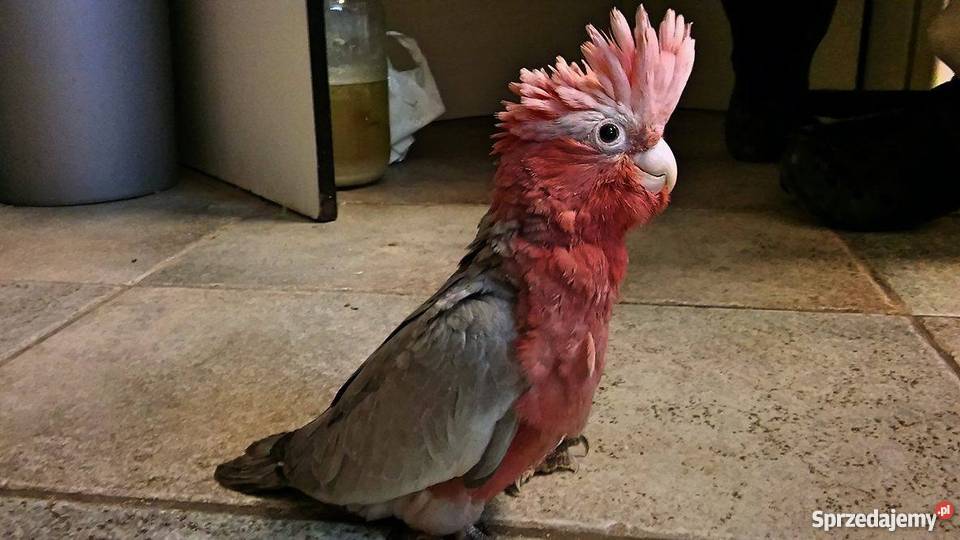 SPRZEDAM KAKADU RÓŻOWE podlaskie Miastkowo