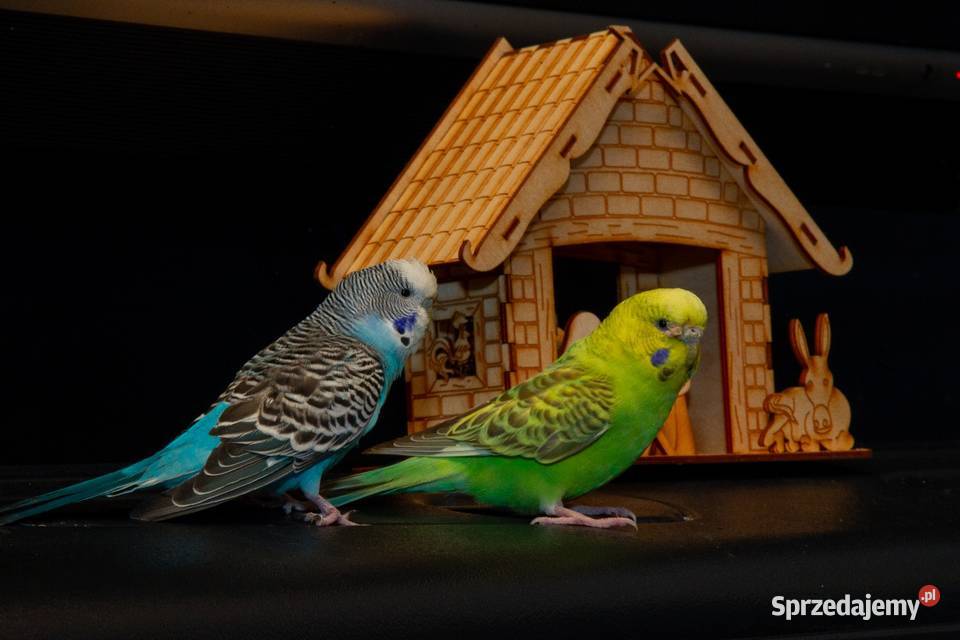 papugi faliste 3 parki Koszyce Wielkie