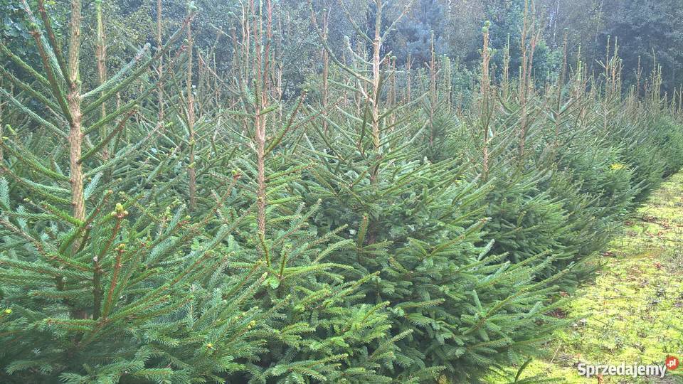 Choinki świerk srebrmy świer pospolity jodła Pozostałe