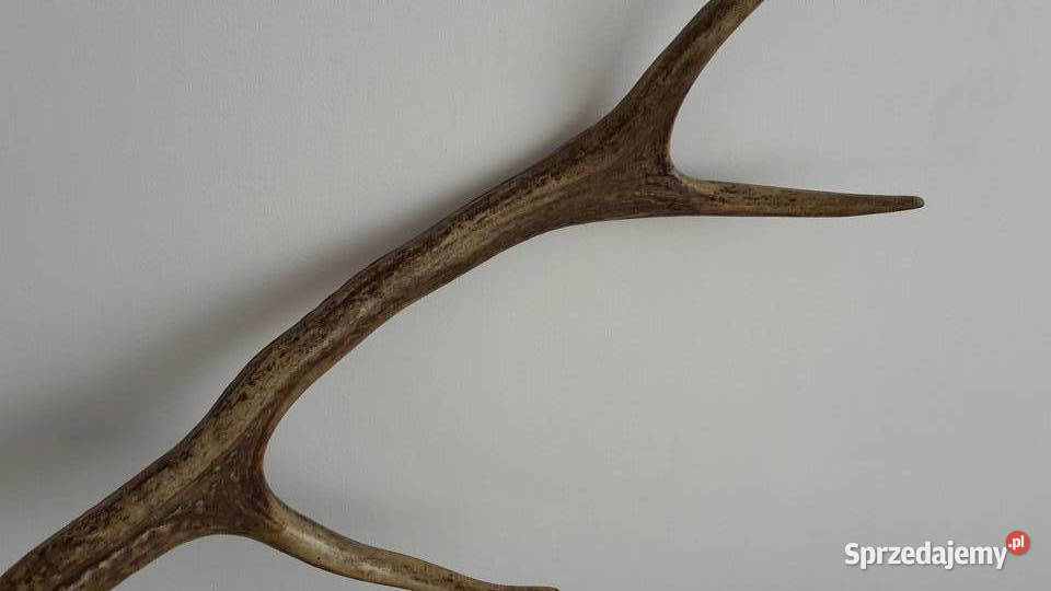 Sprzedam poroźe jelenia sprzedam