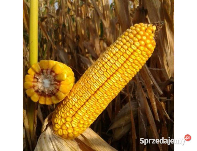 Materiał siewny kukurydza MAS 23M FAO 250 Chełmno