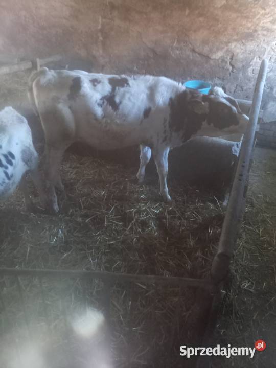 Sprzedam jałówkę wielkopolskie Ostrów Wielkopolski