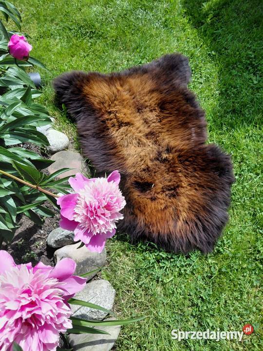 POLSKIE SKÓRY OWCZE Naturalna Skóra Owcza Wyposażenie wnętrz Szaflary sprzedam