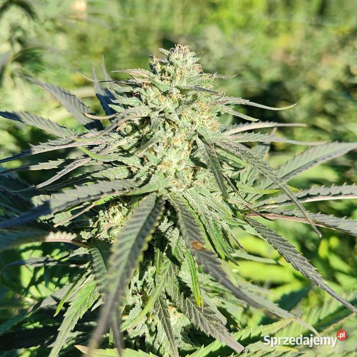 Olejek CBD 5 PETS OIL Bielsko-Biała