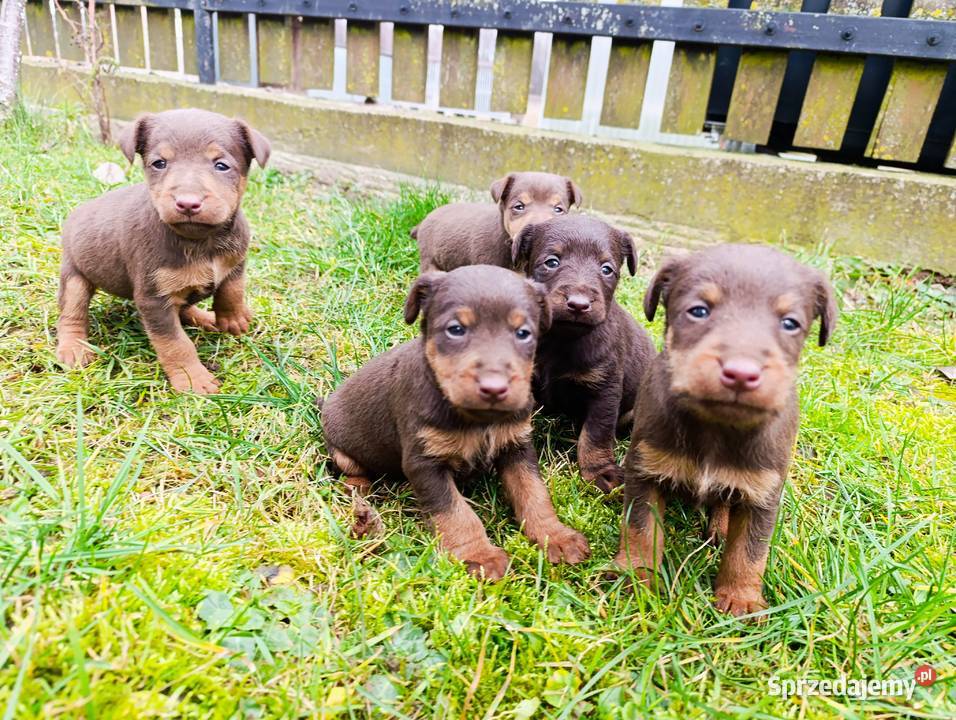 Terrier niemiecki czekoladowy szczenięta mazowieckie