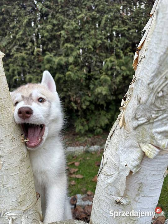 Siberian Husky Championach ZKwP FCI Kraków sprzedam