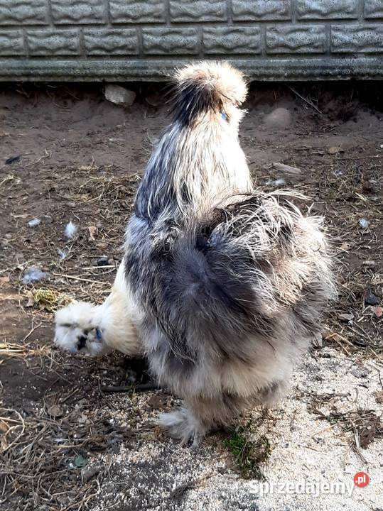 Silka jaja lęgowe Niewiesz sprzedam