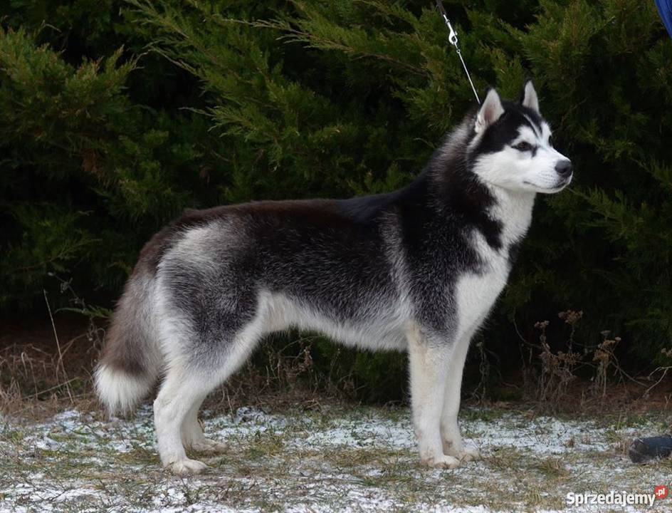 siberian husky rodowodowe szczenięta Grudziądz
