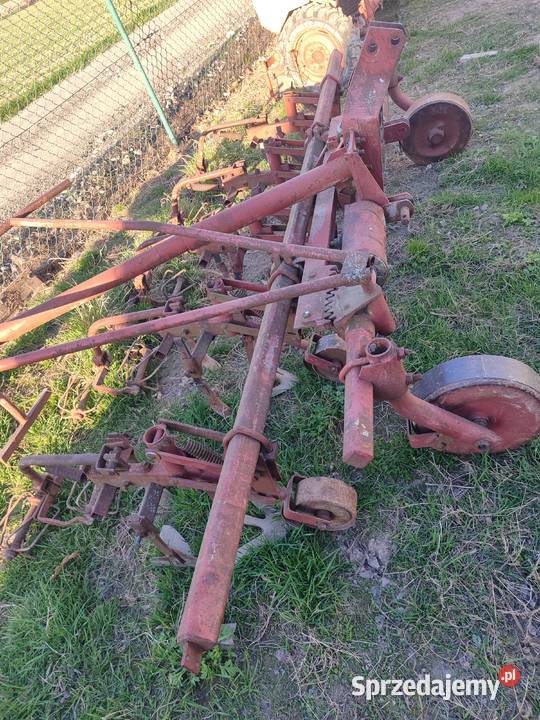 Wielorak pielaczradelka lubelskie Nowy Orzechów