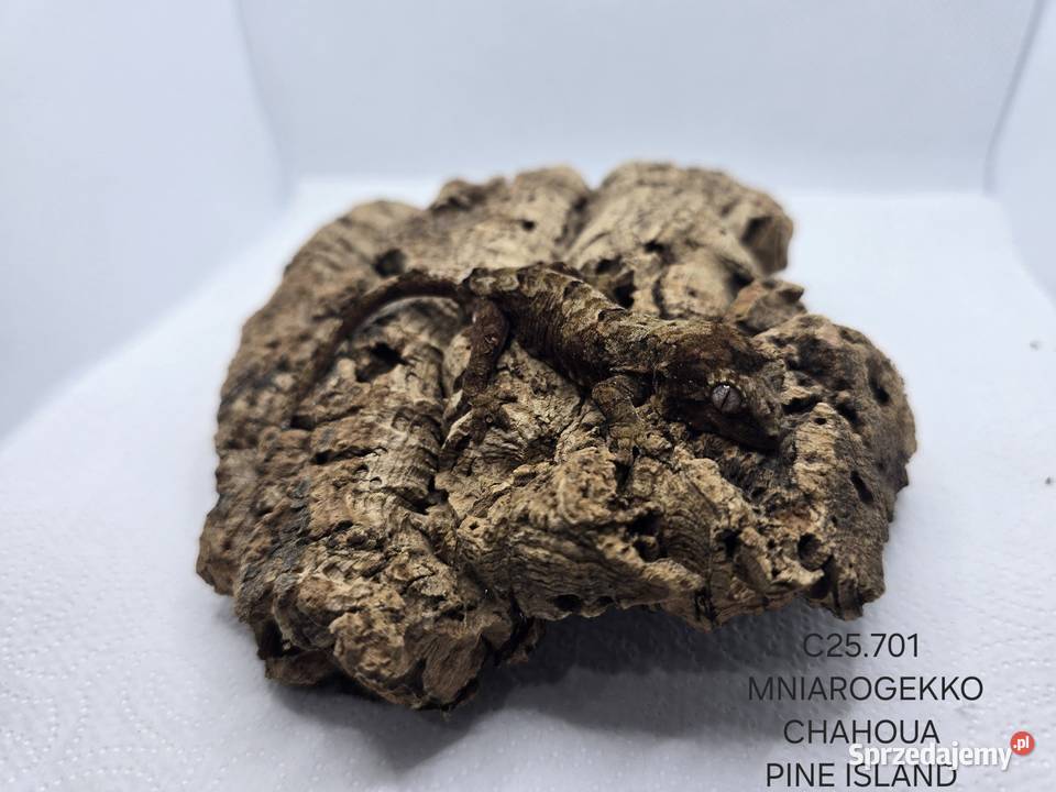 Gekon omszały Gady i płazy Zawiercie