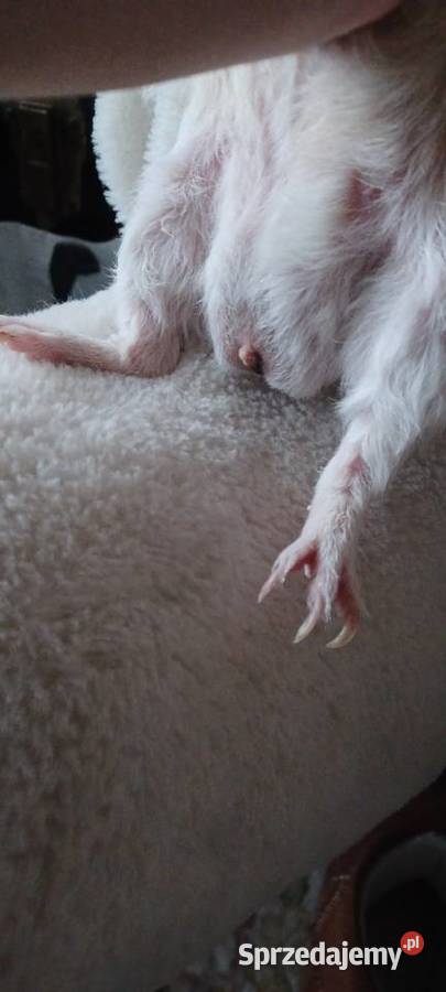 TEDDY SAMCZYK 55 MIESIĘCZNY GRUBAS Z KARMELOWYMI Poznań