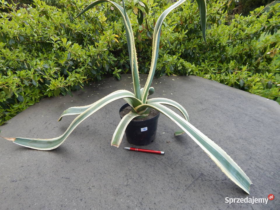 Odhodowana agawa z żółtymi brzegami agave małopolskie Kraków