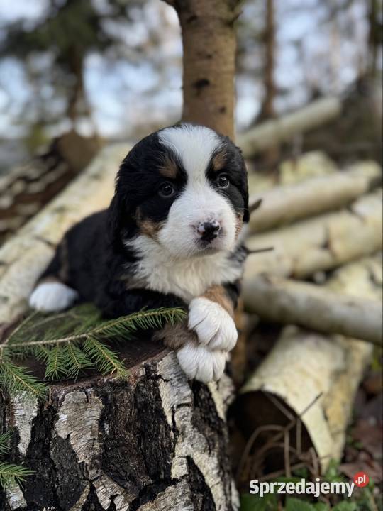 Śliczna sunia piesek Berneński pies pasterski z Kielce