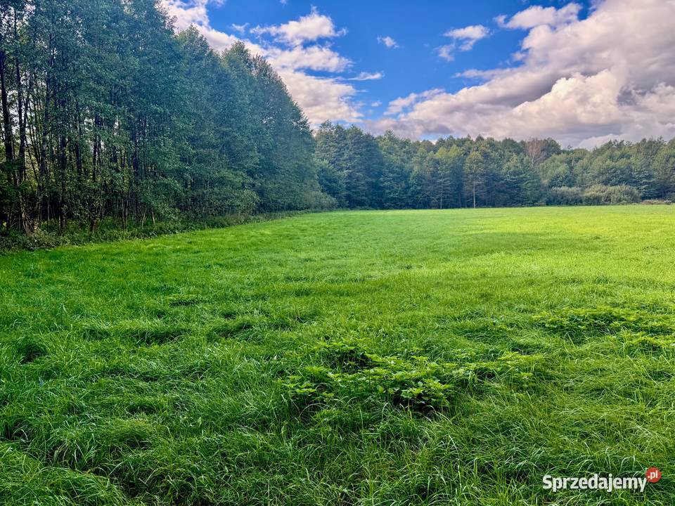 Wyjątkowa działka 242 ha wśród zieleni Cisza Drygały