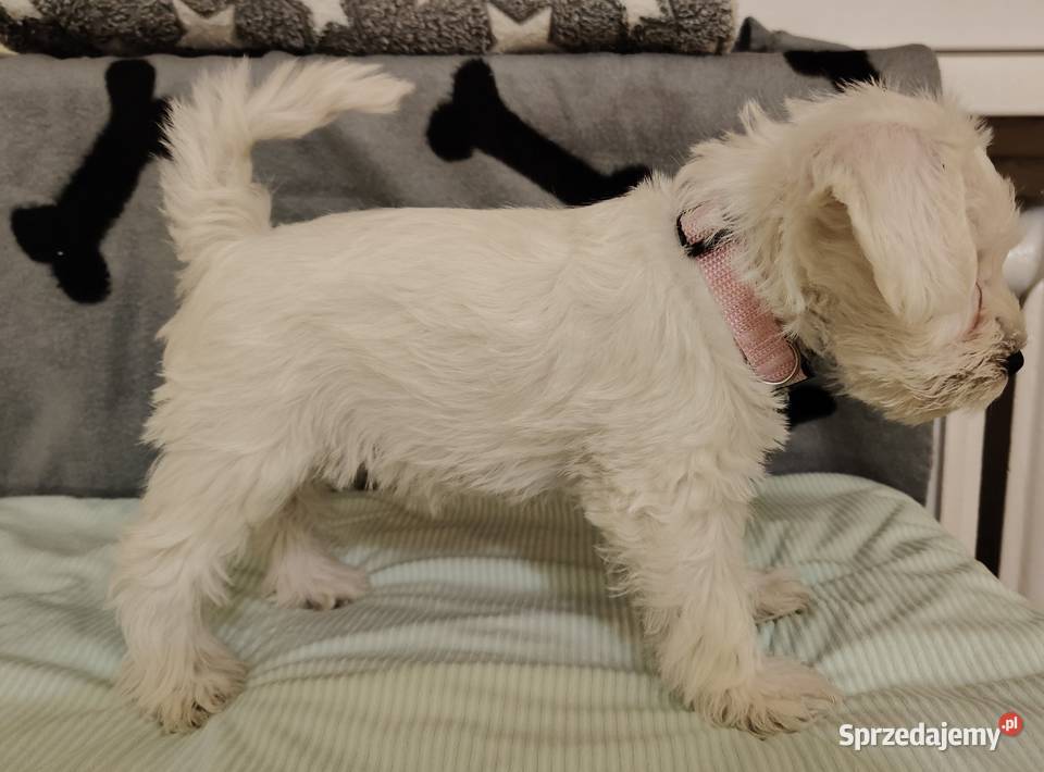 Sznaucer miniaturowy biały szczeniąta FCI