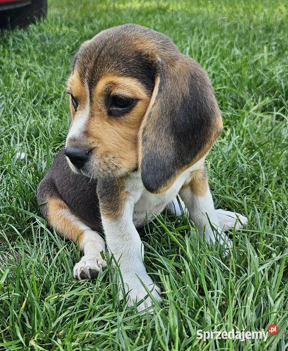 Cudowne szczeniaczki Beagle FCI ZKwP championie Beagle Mińsk Mazowiecki sprzedam