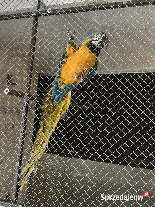 Ara ararauna samiec 22r Skała