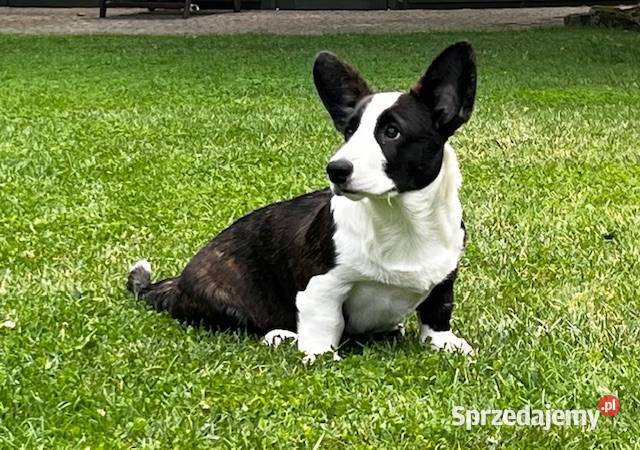 Suczka Welsh Corgi Cardigan rodowód FCI Psy Pabianice sprzedam