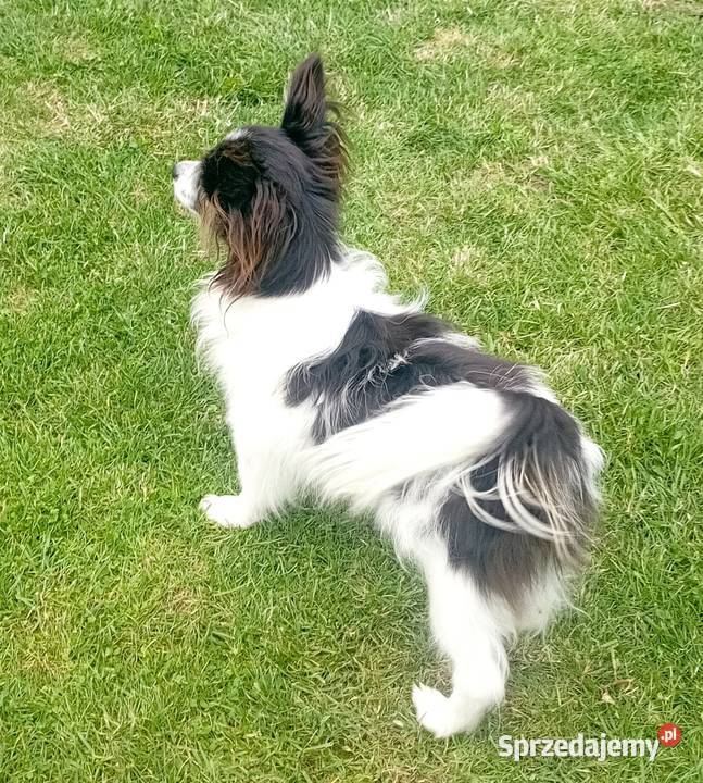 Spaniel Miniaturowy Kontynentalny Papillon Świdnik