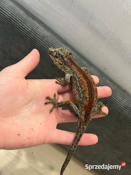 Gekon gargulcowy samica 4 sztuki Bielsko-Biała