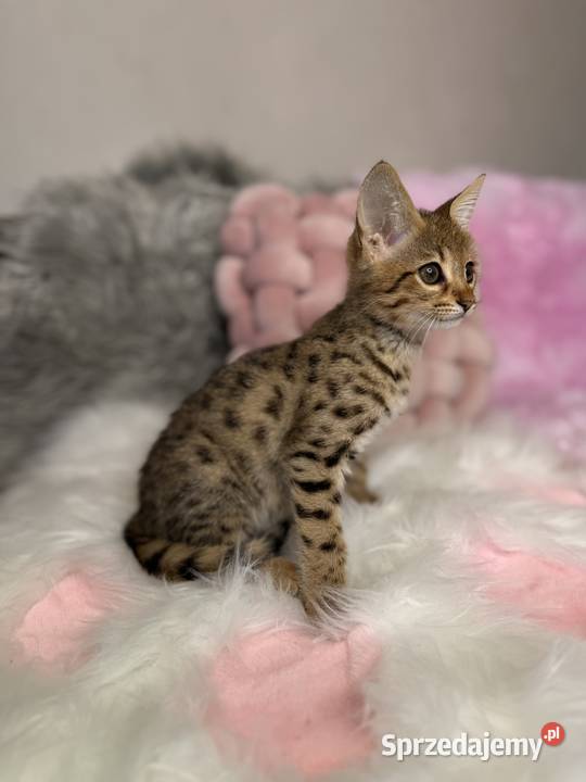 Ekskluzywna kotka Savannah F2 piękno Kraków