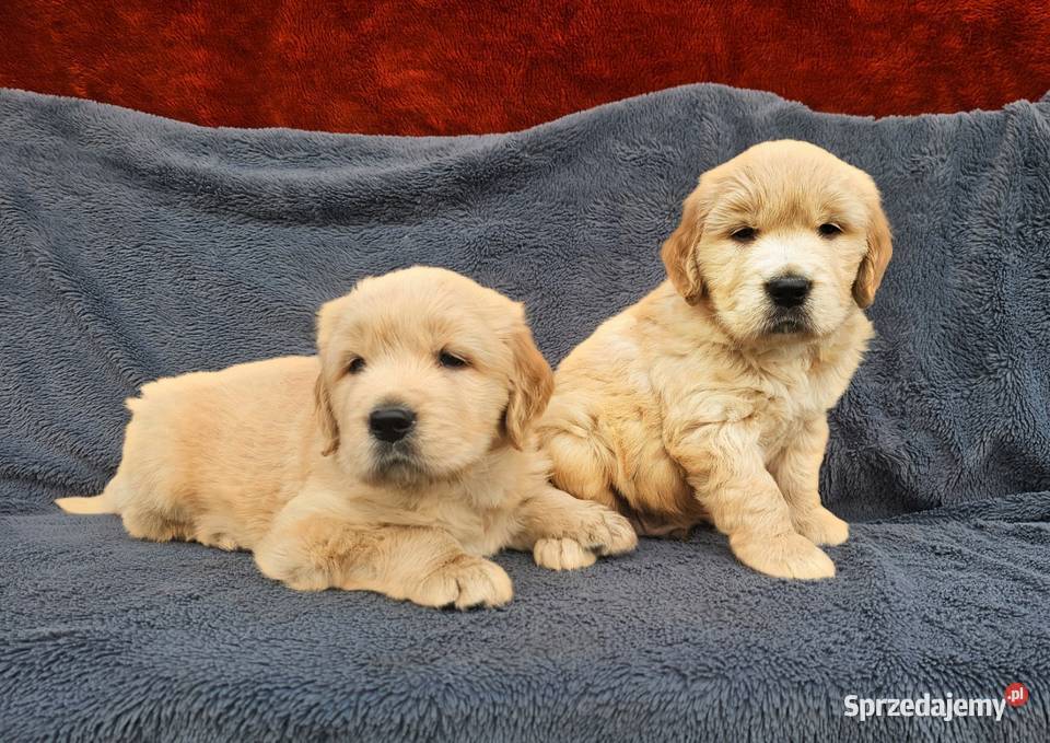Golden Retriever złoty szczeniak łódzkie Polesie