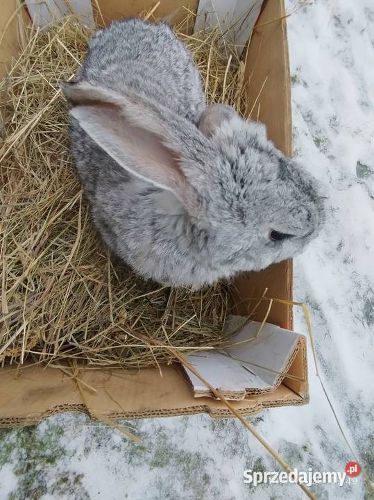 Samica zakocona Gryzonie kujawsko-pomorskie