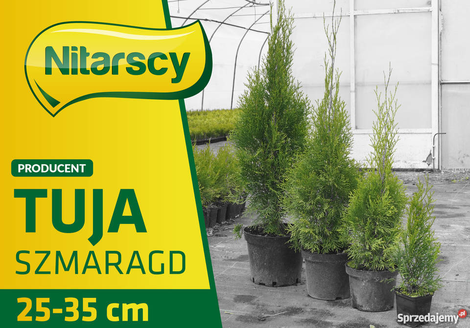 Tuja Tuje Szmaragd 25 35 Donica Wysyłamy wielkopolskie Izbiczno
