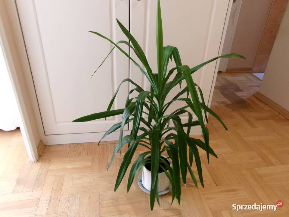 Kwiat doniczkowy Dracena duży 115 Legionowo sprzedam