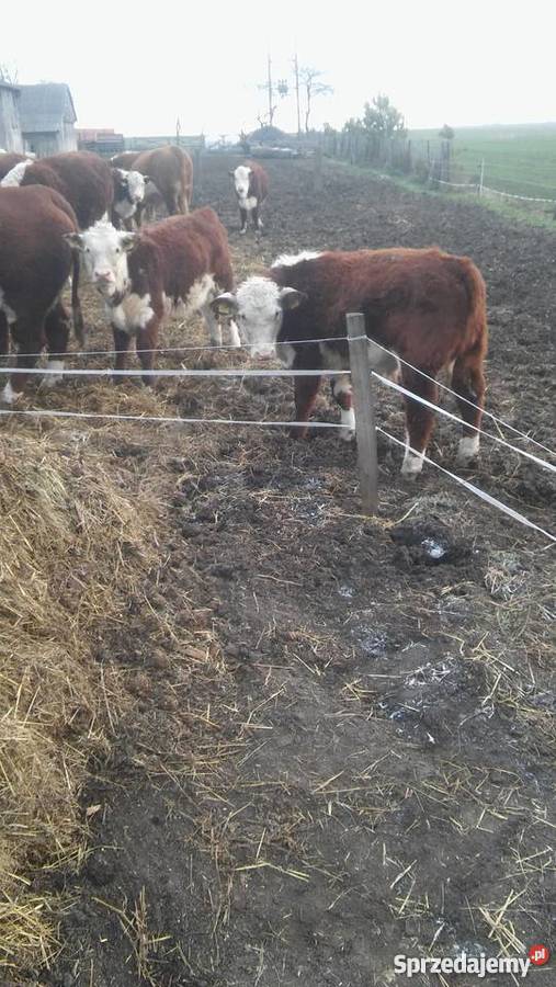 Bydło Hereford Buhaj Jałówki Odsadki Krowy lubelskie Strzelce-Kolonia