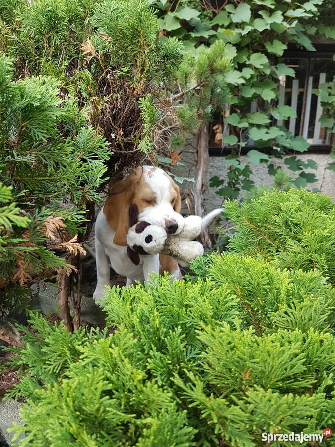 Samiec Beagle FCI bicolor