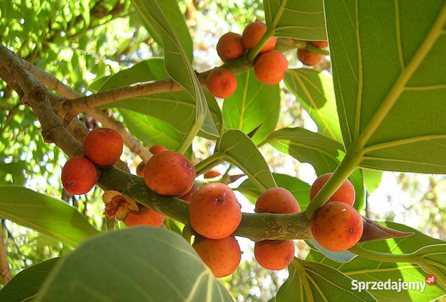 FIGOWIEC BENGALSKI Ficus benghalensis NASIONA Lubanie sprzedam