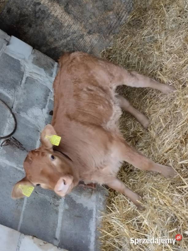 Cielaki dwie sztuki lubelskie Tuczna