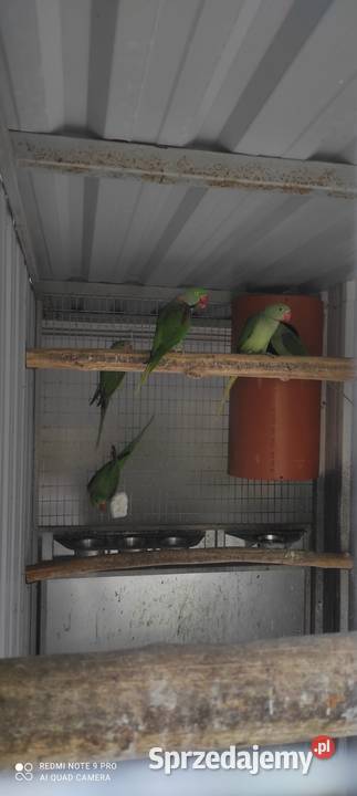 Na sprzedaż ALEKSANDRETTA WIELKA dorosły samiec wielkopolskie Rawicz