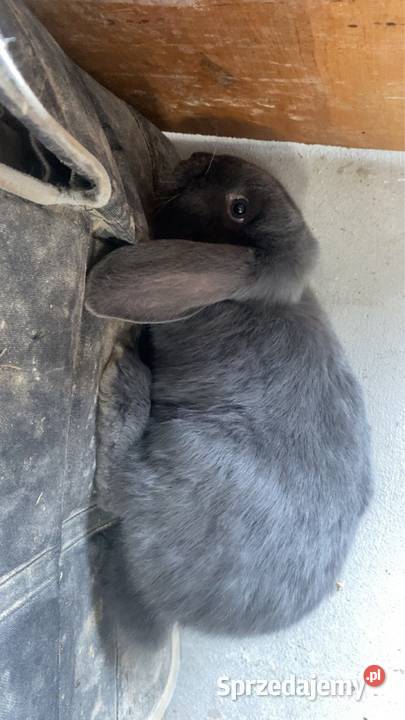Króliki barany francuskie niebieskie samiczki Króliki Miechów sprzedam